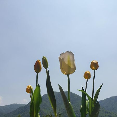 B&B Tulipano Crone Luaran gambar