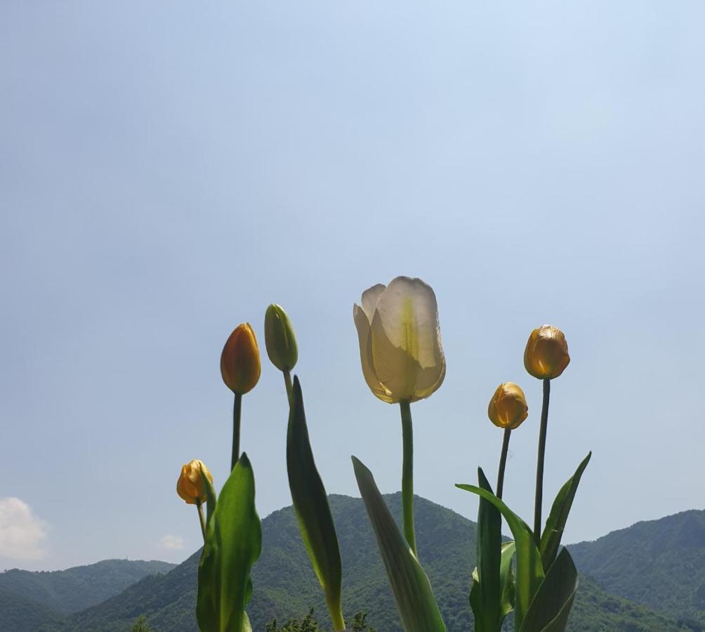 B&B Tulipano Crone Luaran gambar